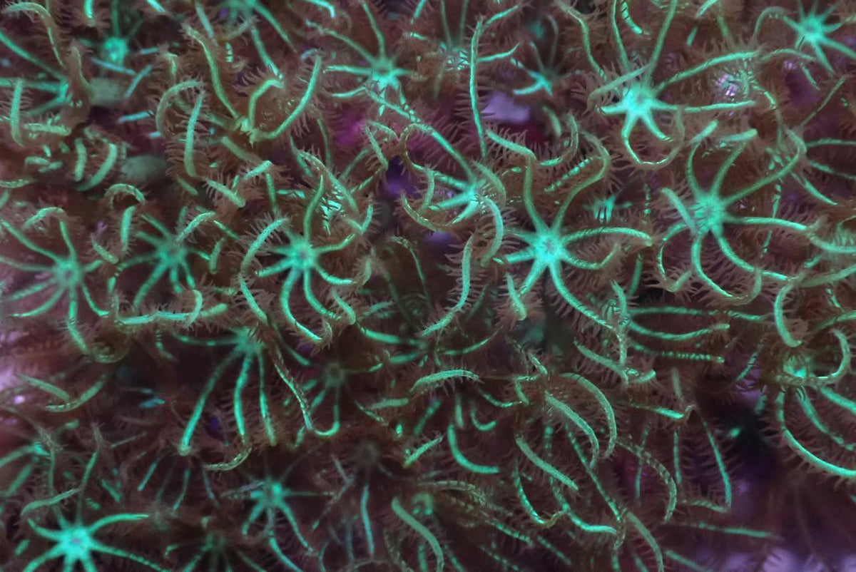 AQUACULTURED CHOC MINT BRIARIUM STAR POLYP FRAG – Gallery Aquatica