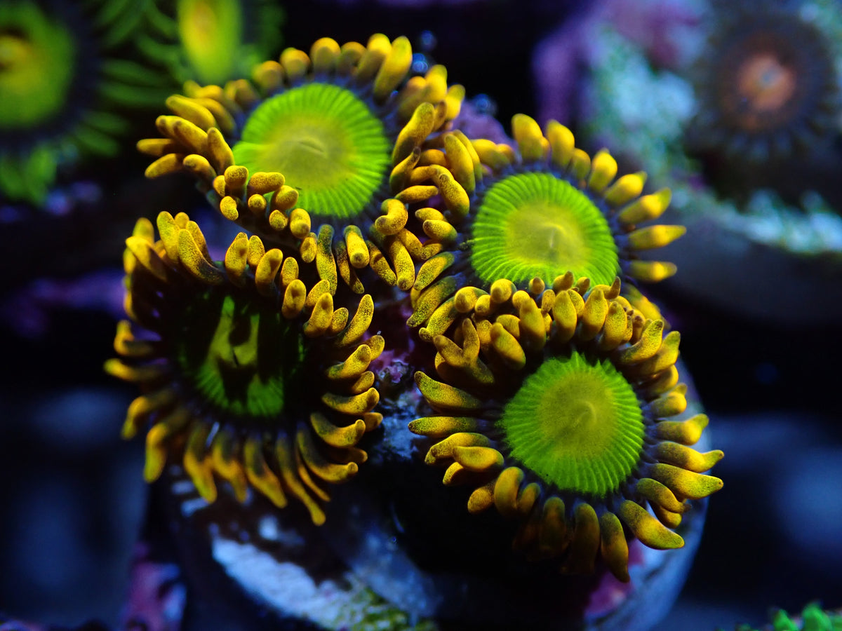 AQUACULTURED 'MANDARIN ORANGE' ZOA FRAG Gallery Aquatica