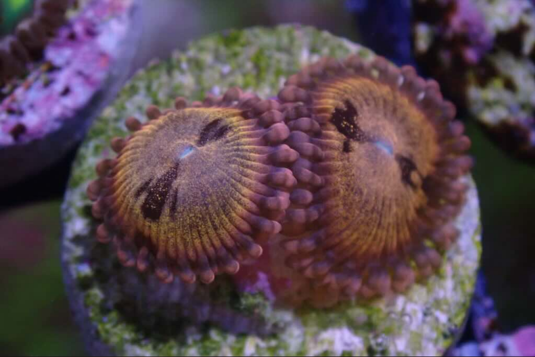 Aquacultured 'Sakura Sunrise' Zoa Frag – Gallery Aquatica