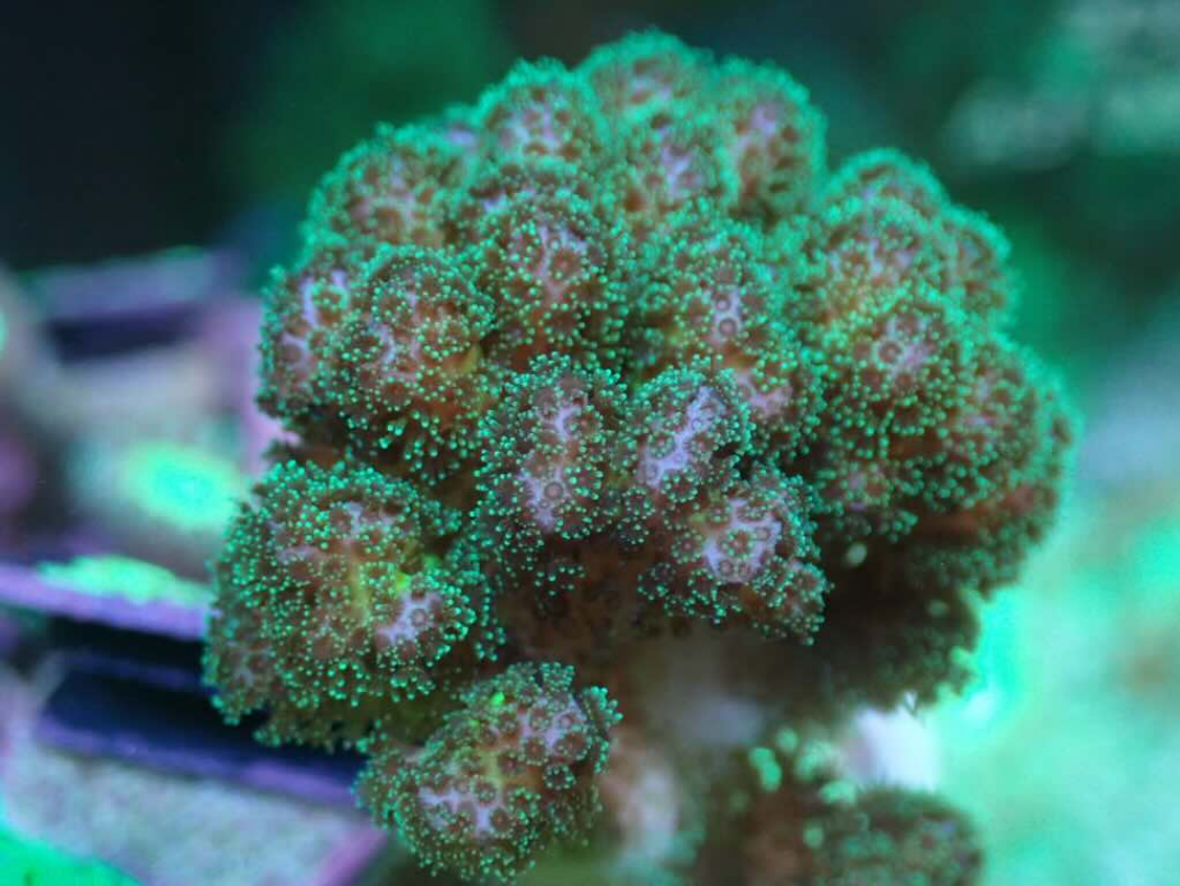 Pocillopora　zakuchiku Momong AQUACULTURED POCILLOPORA FRAG – Gallery Aquatica
