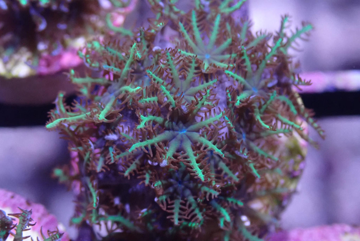 AQUACULTURED BLUE SYMPODIUM FRAG Gallery Aquatica