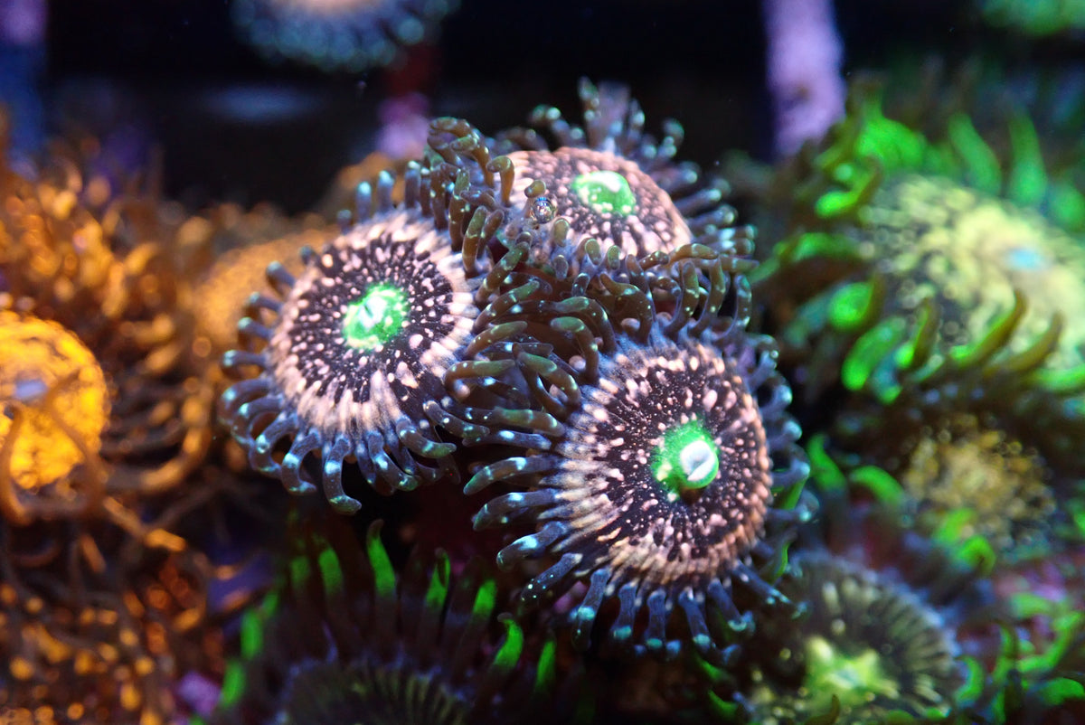 AQUACULTURED 'PINK ZIPPER' ZOANTHID FRAG Gallery Aquatica