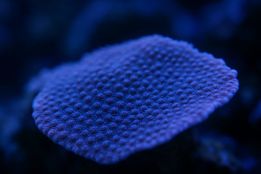 Close up of an encrusting montipora coral colony with polyps extended in a reef tank
