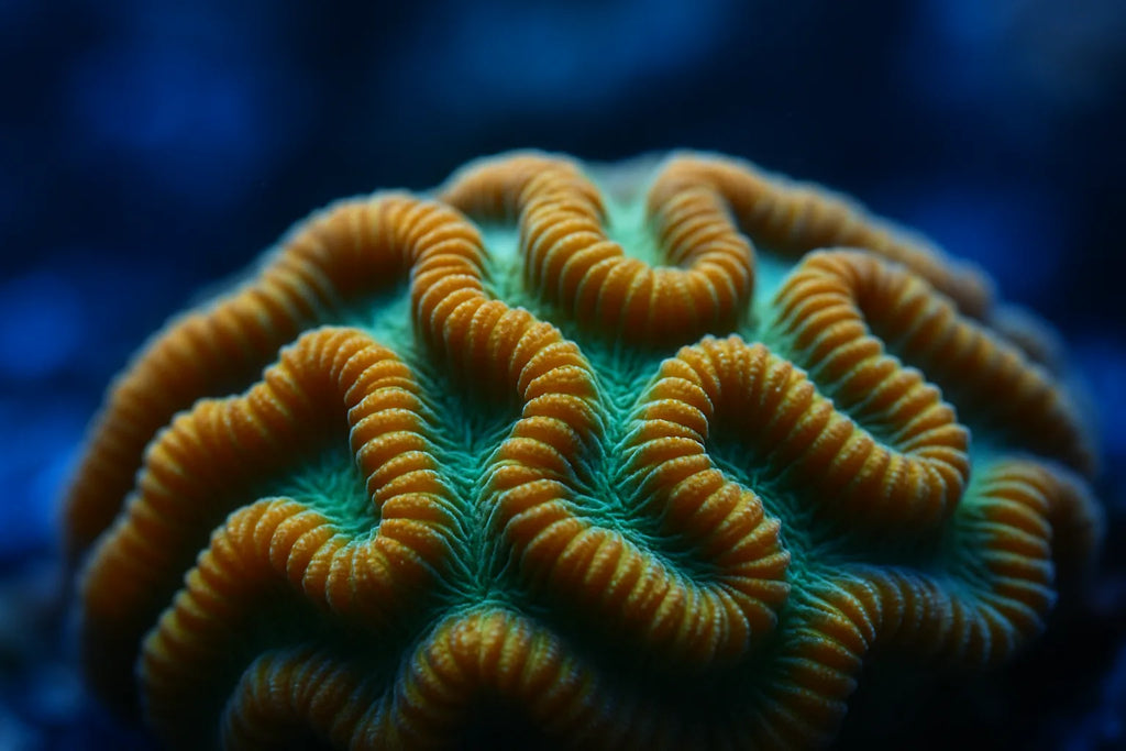 Close up of a gold and green Platygyra maze coral showing ridged brain-like walls