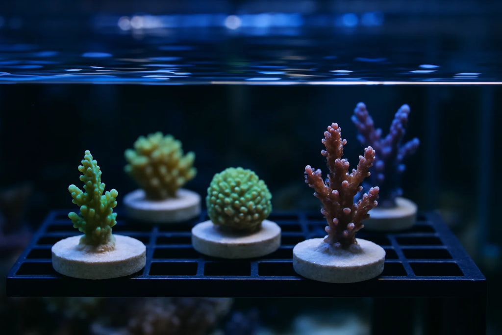 A frag rack of small coral colonies on ceramic tiles under blue reef lighting