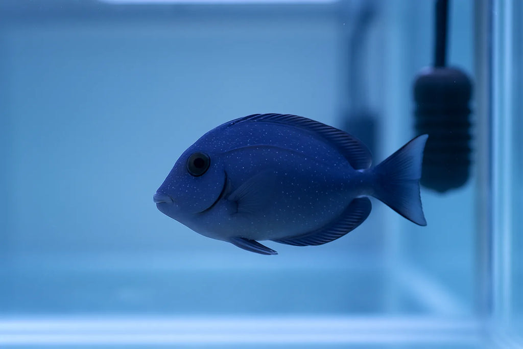 A marine fish in a bare quarantine tank showing small white spots on its body under aquarium light