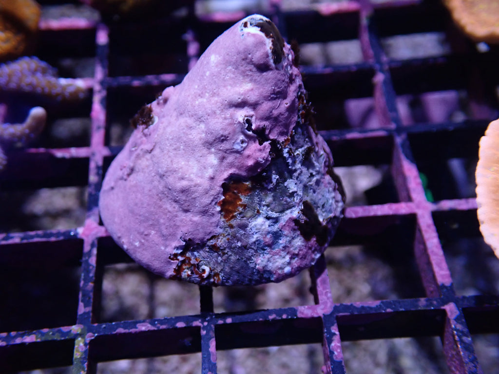 Trochus snail grazing on live rock in a reef aquarium