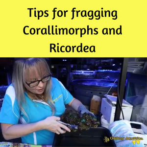Top tips for fragging Corallimorpharians