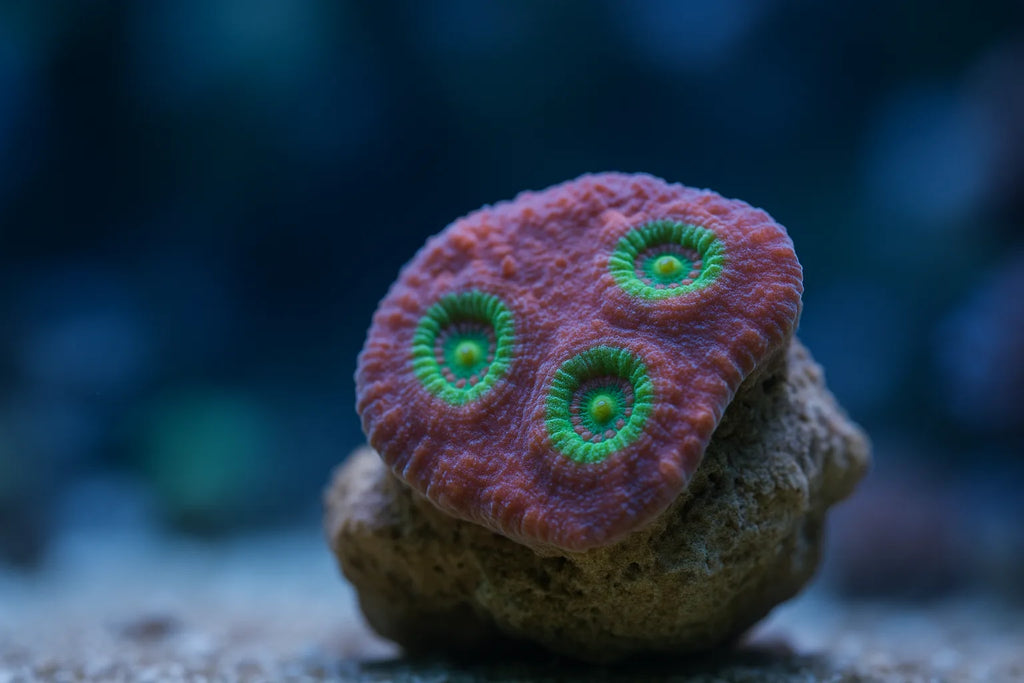 Close up of a colourful encrusting chalice coral frag showing textured polyps and skeleton ridges