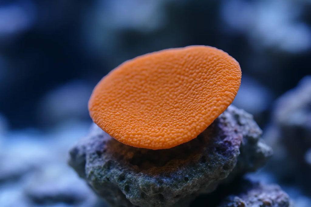 Orange Coscinaraea coral frag showing flat plating growth on aquarium rock