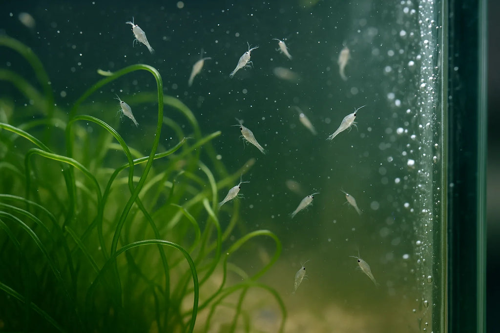 Close-up of live copepods swimming among chaeto macroalgae in a refugium chamber