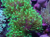 Aquacultured Green Tentacle Devil’S Hand Frag