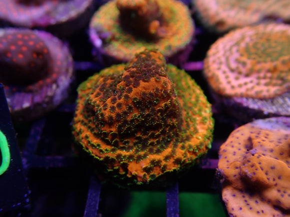 AQUACULTURED ‘SR FAIRY LIGHTS’ MONTIPORA FRAG