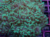 Aquacultured QLD Branching Hammer Frag