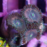 AQUACULTURED ‘HAWAIIAN PEOPLE EATER’ ZOANTHID FRAG