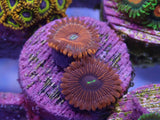 Aquacultured ‘Red People Eater’ Zoanthid Frag