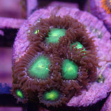 AQUACULTURED NEON GREEN ZOA FRAG
