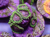 AQUACULTURED 'PURPLE MONSTERS' ZOANTHID FRAG
