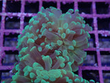 Aquacultured QLD Branching Hammer Frag