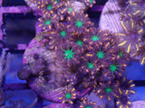 Aquacultured Fireworks Clavularia Frag