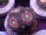 AQUACULTURED ‘RADIOACTIVE CAT’S EYES’ ZOANTHID FRAG
