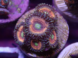 AQUACULTURED ‘RADIOACTIVE CAT’S EYES’ ZOANTHID FRAG