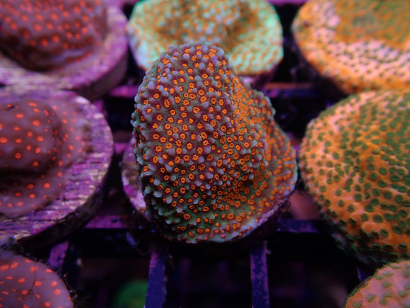 AQUACULTURED ‘SR ORANGE SKITTLES’ MONTIPORA FRAG