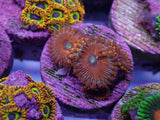 Aquacultured ‘Red People Eater’ Zoanthid Frag