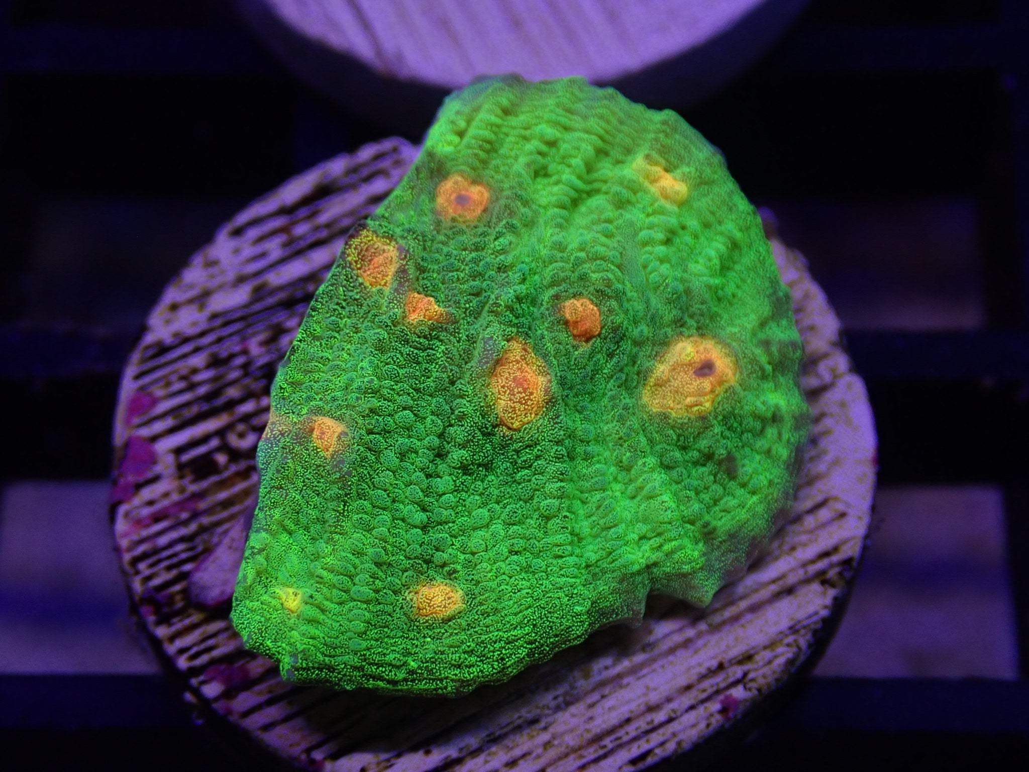 LPS CORAL – Gallery Aquatica