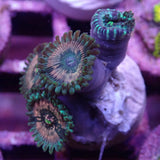 AQUACULTURED ‘HAWAIIAN PEOPLE EATER’ ZOANTHID FRAG