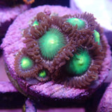 AQUACULTURED NEON GREEN ZOA FRAG