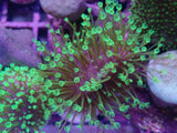 Aquacultured Green Tentacle Devil’S Hand Frag