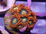 AQUACULTURED 'GATORADE' ZOANTHID FRAG
