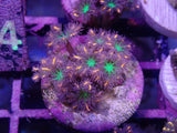 Aquacultured Fireworks Clavularia Frag