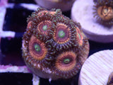 AQUACULTURED ‘RADIOACTIVE CAT’S EYES’ ZOANTHID FRAG