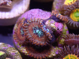 AQUACULTURED ‘MAGICIAN - PEOPLE EATER’ ZOANTHID FRAG
