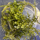 AQUACULTURED CAULERPA PELTATA MACROALGAE
