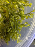 AQUACULTURED CAULERPA PELTATA MACROALGAE