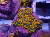 Aquacultured ‘Fruit Loops’ Zoanthid Frag