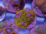 Aquacultured ‘Fruit Loops’ Zoanthid Frag