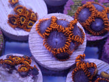 Aquacultured 'Spiderman' Zoanthid Frag