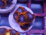 Aquacultured 'Spiderman' Zoanthid Frag