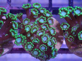 AQUACULTURED GREEN FRILL BLUE FACE ALVEOPORA FRAG