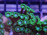 AQUACULTURED GREEN FRILL BLUE FACE ALVEOPORA FRAG