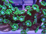AQUACULTURED GREEN FRILL BLUE FACE ALVEOPORA FRAG