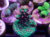 Aquacultured ' Strawberry Shortcake' Acropora Frag