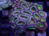 L57 - PARANCORA FRAG