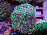 L57 - PARANCORA FRAG