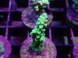 Tenuis Acro Pack