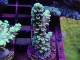 Tenuis Acro Pack